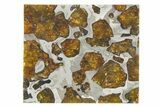 Polished Imilac Pallasite Meteorite ( g) Slice #315427-1